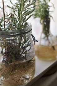 With just one successful plant you can take cuttings and propagate. Propagation Of Lavender Tips For Rooting Cuttings From Lavender Dummer Garden Manage Gfinger Is The Best Garden Manage App