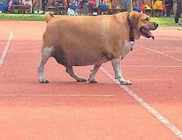 This is a page where i post daily pictures of very fast doggos. World Of Buzz Omg Fat Doggo This School In Taiwan Facebook