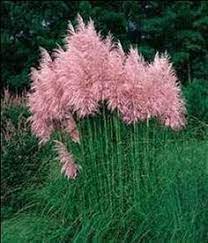 How Fast Does Pampas Grass Grow Hunker Pink Pampas Grass Ornamental Grasses Plants