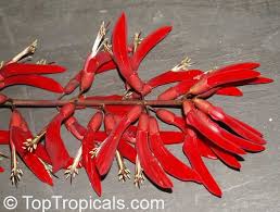 Image result for Erythrina sacleuxii