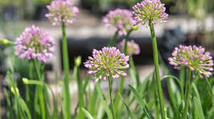 That's my usual for the perennial hot and cold. Our Favorite Perennials For Summer Blooms Mulhall S