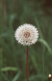 Dandelion Flower Images For Android Wallpaper Flower Images Dandelion Flower Flowers