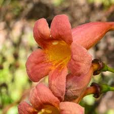 Image result for Bignonia capreolata