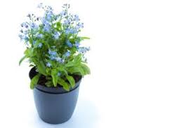 Orchids, succulents, snake plants, and more come in stylish pots and are delivered straight to your door. Keeping Forget Me Not In A Pot How To Grow Forget Me Nots In A Container