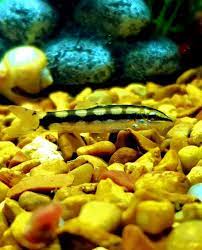They control and eat pest snails, like bladder snails and pond snails. What Freshwater Fish Critters Hunt And Eat Aquarium Snails Aquanswers