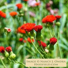 Image result for Emilia coccinea