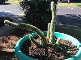 Take time to assess how you have been treating your plant and you will find the answer. Why Is Your Cactus Leaning Unusualseeds