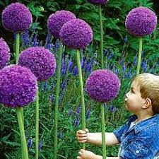 Allium Gladiator Allium Flowers Planting Flowers Plants