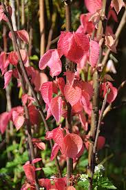 Image result for Alchornea occidentalis