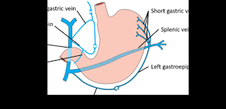 The conventional textbook description of the blood supply to the gastrointestinal organs and the spleen has established the misleading concept that the vascular patterns of these organs are uniform. Stomach Pats Relations Blood Nerve Supply Lymphatic Drainage Anatomy Qa