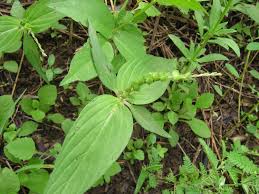 Image result for Spigelia anthelmia