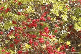 Image result for Schotia brachypetala