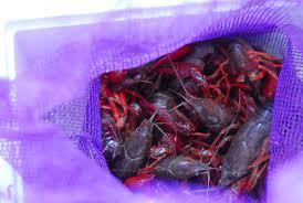 Paragonimiasis is an infection with parasitic worms. Lessons Learned From My First Crawfish Boil Homesick Texan