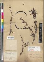 Image result for Acacia robusta