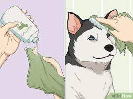 Easton recommends you save this part for the end of the bath, and suggests using a washcloth to clean your pet's face. 3 Ways To Wash A Dog S Face Wikihow