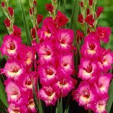 Pin On Flowers Wish List