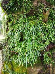 Image result for Vittaria