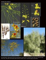 Image result for Parkinsonia aculeata