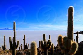 There is video footage of guanacos eating flowers off of cacti in the atacama. Cactus Uyuni Bolivia South America Trip By Kenta Sudo Photo Stock Snapwire