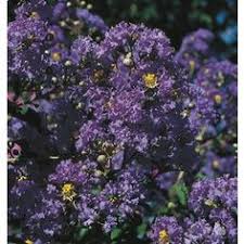 Maybe you would like to learn more about one of these? 12 Lowe S Flowers Ideas In 2021 Plants Perennials Flowers