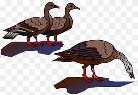 Check spelling or type a new query. Landfowl Png Pngwing