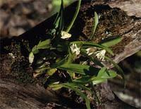 Image result for Polystachya ottoniana