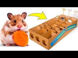 New Hamster Race From Cardboard For Three Cute Hamsters Youtube Hamster Cute Hamsters Hamster House