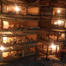 We did not find results for: Jual Bibit Puyuh Telur Puyuh Daging Puyuh Kandang Puyuh Home Facebook