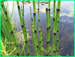 12 Tanaman Yang Cocok Untuk Kolam Ikan Koi Dunia Fauna Hewan Binatang Tumbuhan Kolam Ikan Tanaman Desain Taman