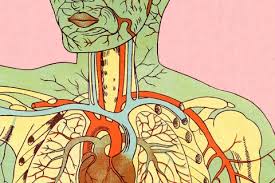 Human anatomy simplified with stunning illustrations. The Human Body In Google Map Form Time Com