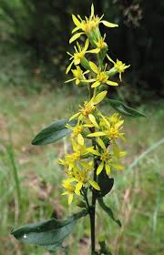 Image result for Coronopus integrifolius