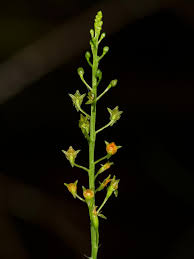 Image result for Malaxis katangensis