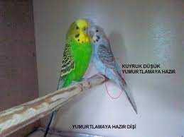 muhabbet ku u
