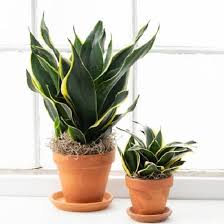 Great indoor house plant that is very hard to kill! 23 Types Of Snake Plants Varieties You Can Grow Indoors