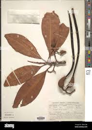 Image result for Rhizophora racemosa