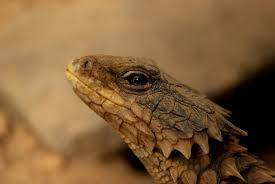 「Cordylus cataphractus」の画像検索結果