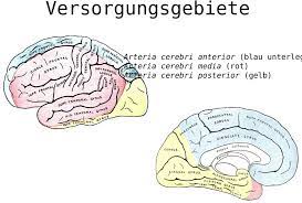 Blutversorgung Des Gehirns Pdf Kostenfreier Download