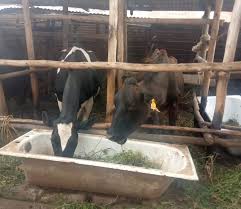 Image result for Englerina schubotziana