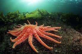 © joe gaydos a sunflower sea star found off cliff island, washington on march 30, 2015. Colorful Sea Star Stricken By Disease Vanishes From Most Of The West Coast Anchorage Daily News