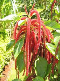 Image result for Acalypha hispida