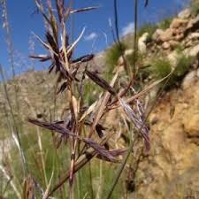 Image result for Aristida diffusa