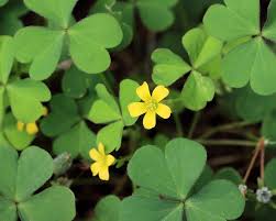 · small yellow flower heads in an open arrangement; Oxalis