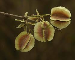 Image result for Combretum mossambicense