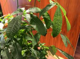 パキラの育て方 植え替えや冬を越えるコツは 室内で育てやすい Horti ホルティ By Greensnap