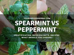 Peppermint and mint, both of them are often referred to as pudina in hindi, which has often made many of us wonder the difference between the two. Spearmint Vs Peppermint 4 Differences With Pictures Your Indoor Herbs