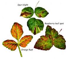 Image result for Raspberry spur blight