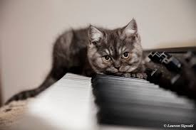 British Shorthair Black Smoke Dieren