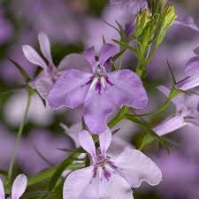 Image result for Lobelia thermalis