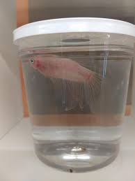 Cellophane noodles, or fensi, sometimes called glass noodles, are a type of transparent noodle made from starch (such as mung bean starch, potato starch, sweet potato starch, tapioca, or canna starch) and water. Cellophane Betta At A Lfs Bettafish