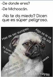 Todo El Tiempo Cuando Digo Que Soy De Mi Michoacan Jajajjajaja Memes Tamaulipas Animals